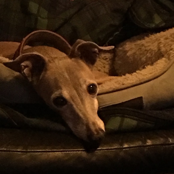 Meet your Posher,Jami,Beulah is my Grandma/Momma❤️ - Picture 7 of 8